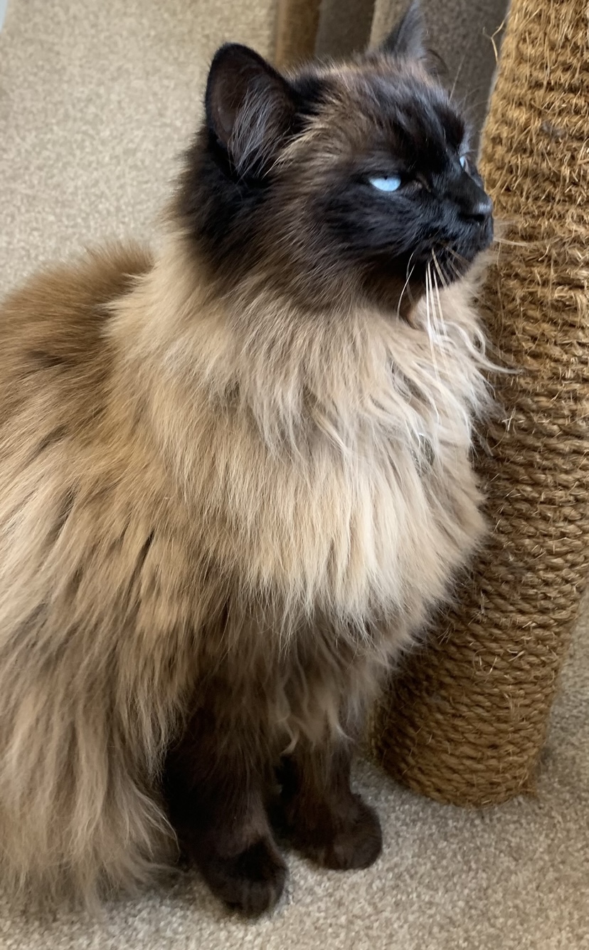 Fluffy cat by scratching post
